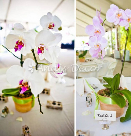 AnaisDecor