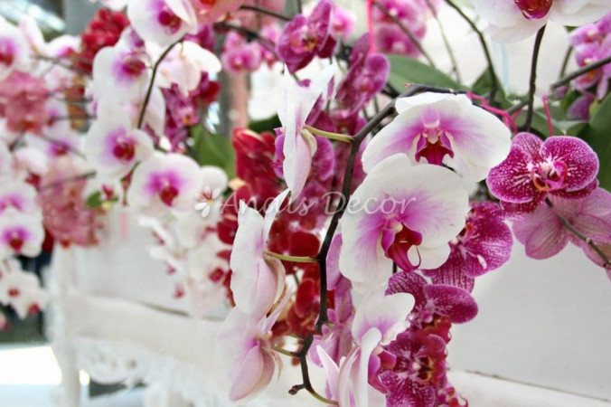 AnaisDecor